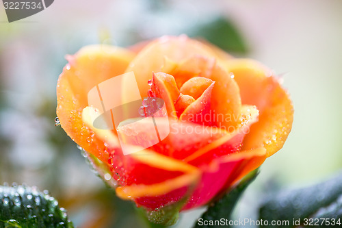 Image of close up of rose flower