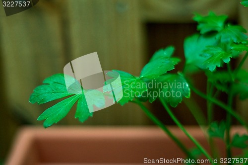 Image of Italian parsley in planter