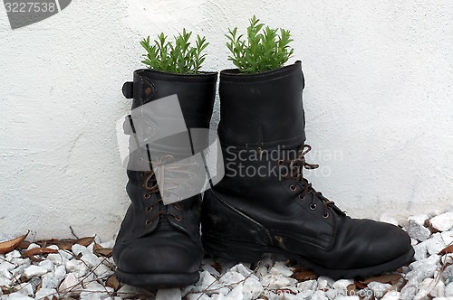 Image of old army boot filled with lavender