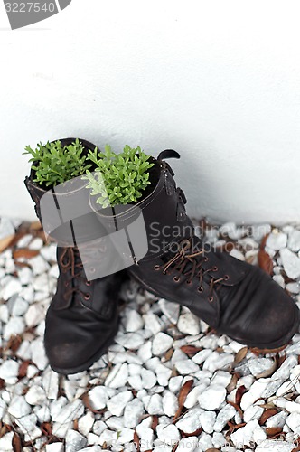 Image of old army boot planters with lavender