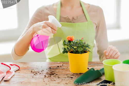 Image of close up of woman hands spraying roses in pot