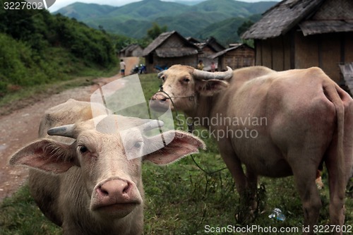 Image of ASIA SOUTHEASTASIA LAOS VANG VIENG LUANG PRABANG