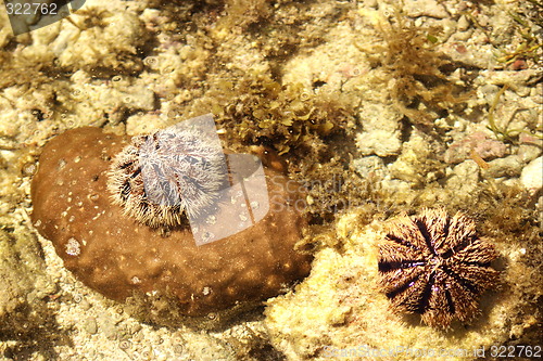 Image of Coral and alive unchins