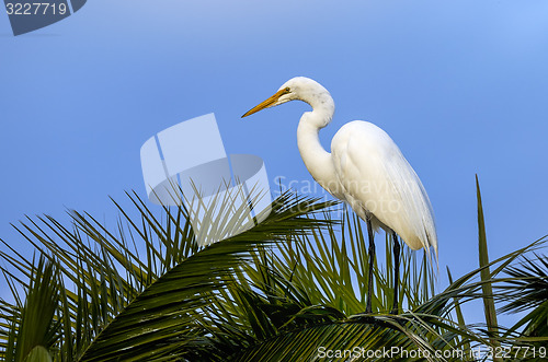 Image of ardea alba, great egret