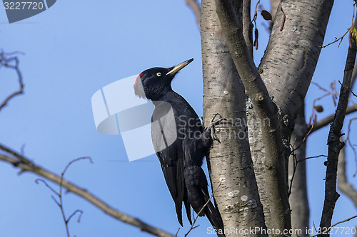 Image of black woodpecker, dryocopus martius