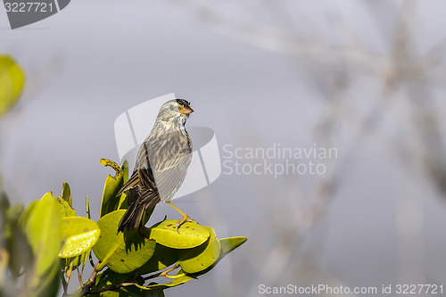 Image of savannah sparrow, passerculus sandwichensis