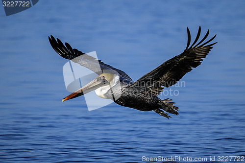 Image of brown pelican, pelecanus occidentalis