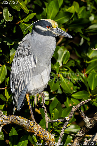 Image of nycticorax violaceus, yellow-crowned night heron