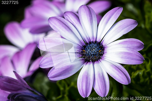 Image of osteospermum