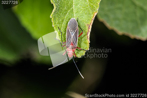 Image of cotton stainer, dysdercus saturellus