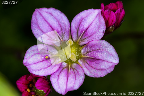 Image of saxifraga arendsii