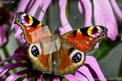 Image of peacock, inachis io