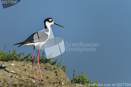 Image of black-necked stilt, don edwards nwr, ca