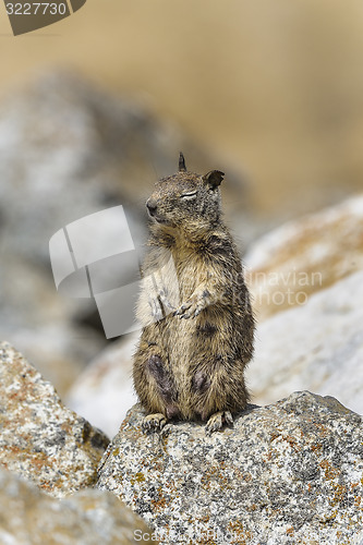 Image of california ground squirrel, spermophilus beecheyi