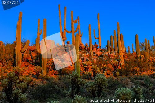 Image of saguaros at dusk, saguaro national park, az