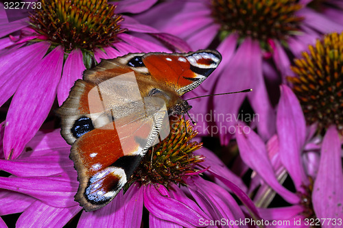 Image of peacock, inachis io