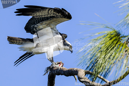 Image of osprey, pandion haliaetus