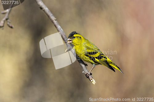 Image of eurasian siskin, carduelis spinus