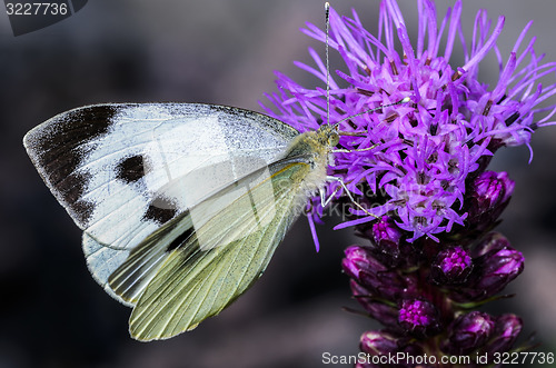 Image of cabbage white, pieris brassicae