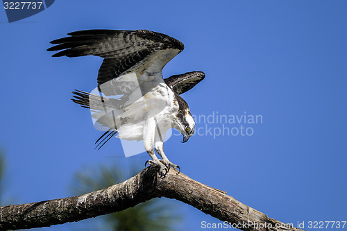 Image of osprey, pandion haliaetus