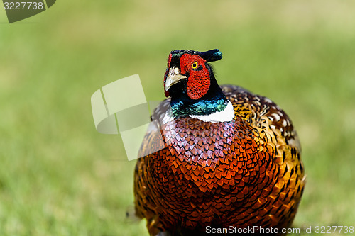 Image of common pheasant, phasianus colchicus