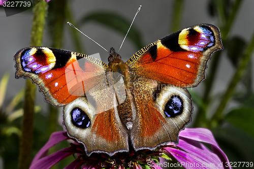 Image of peacock, inachis io