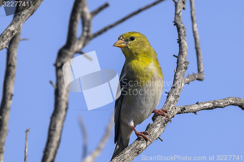 Image of carduelis tristis, american goldfinch