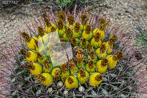 Image of fishhook barrel cactus, saguaro national park, az