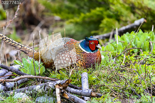 Image of common pheasant, phasianus colchicus