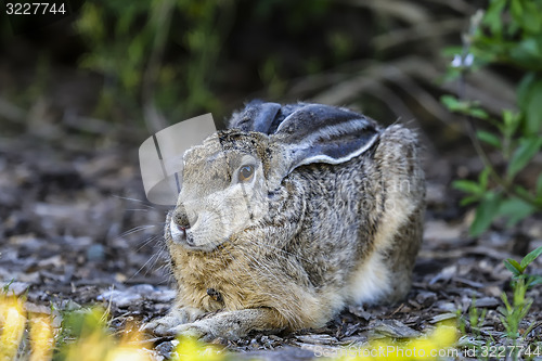 Image of black-tailed jackrabbit, lepus californicus