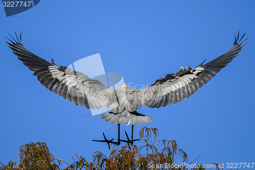 Image of great blue heron, ardea herodias