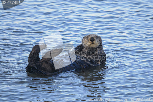 Image of sea otter, enhydra lutris