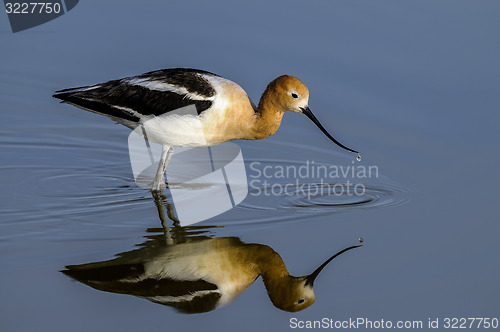 Image of american avocet, recurvirostra americana