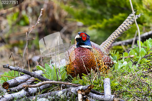 Image of common pheasant, phasianus colchicus