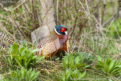 Image of common pheasant, phasianus colchicus