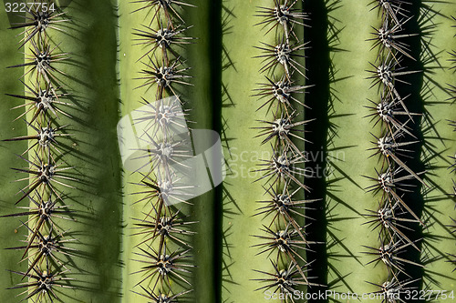 Image of saguaro spines,  saguaro national park, az