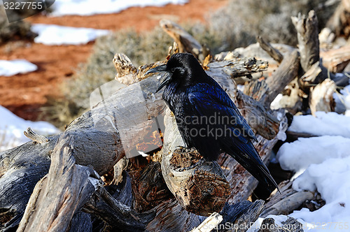 Image of raven, island in the sky, ut