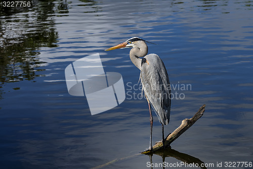 Image of great blue heron, ardea herodias