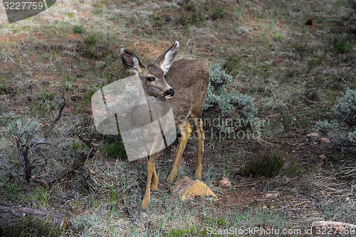 Image of mule deer, az