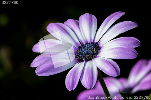 Image of osteospermum