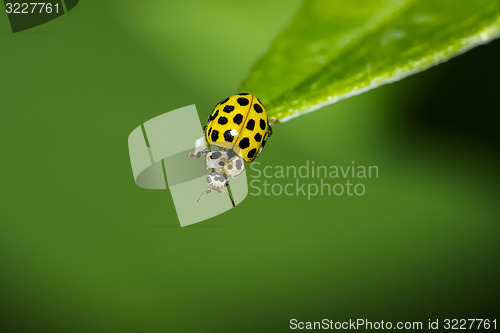 Image of 22-spot ladybird, psyllobora vigintiduopunctata