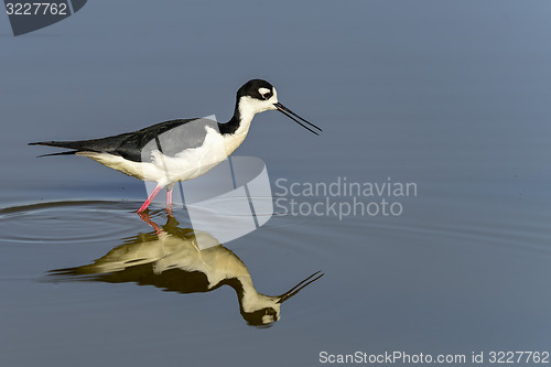 Image of black-necked stilt, don edwards nwr, ca