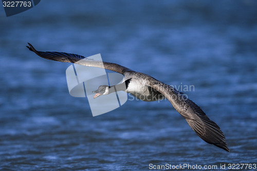 Image of canada goose, branta canadensis