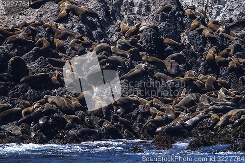 Image of california sea lion, zalophus californianus