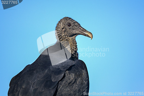 Image of coragyps atratus, black vulture