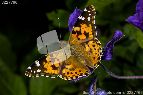 Image of painted lady, vanessa cardui