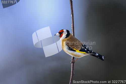 Image of goldfinch, carduelis carduelis