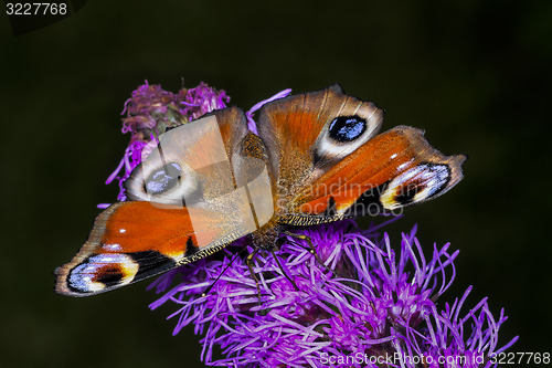 Image of peacock, inachis io