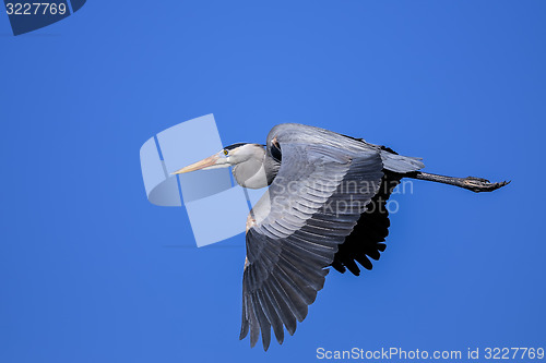 Image of great blue heron, ardea herodias