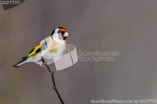 Image of goldfinch, carduelis carduelis